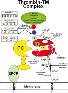 Mimicking the function of thrombomodulin for actively anticoagulent surfaces